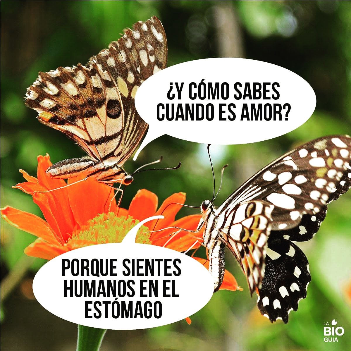 Alas de Mariposa on Twitter: "¡Ay, el amor! ¿Sentirán las mariposas