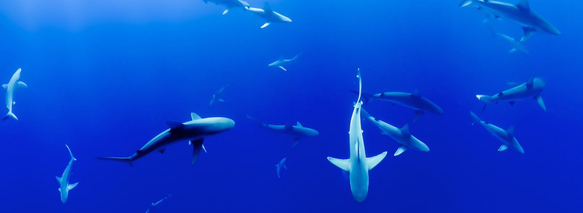 Check out this week's blog featuring @2wildfriends &amp; <a href="/Unshrinkit/">Unshrinkit</a> hubs.ly/H06BQ9w0 #SharkTank <a href="/ABCSharkTank/">Shark Tank</a> #WhiteboxClients