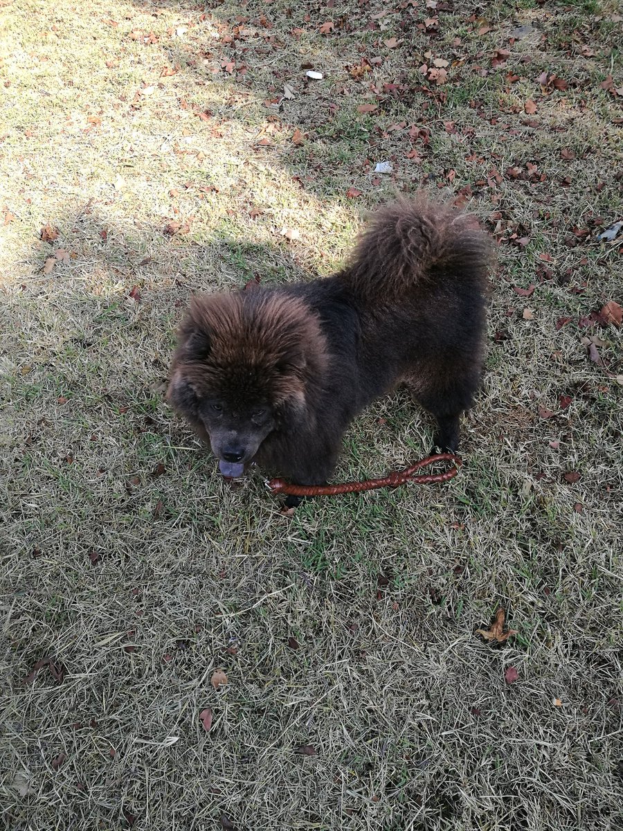 JoseVonLo's tweet image. Sacando al tunco!! Tomy #chowchow  #lovechowchow