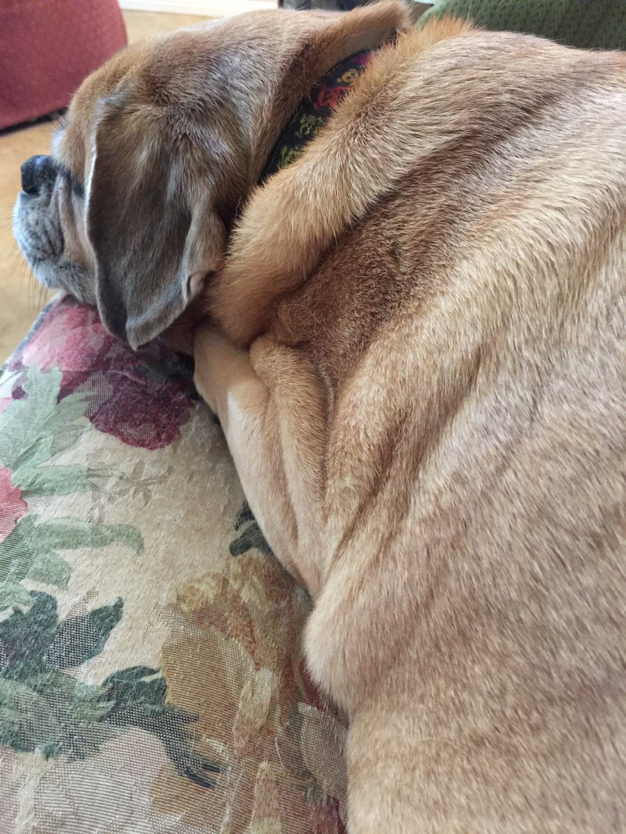 ElliePuggle's tweet photo. Mom says there's nothing better that my extra skin and wrinkles #elliepuggle #puggles #awesome #pups #iamloved https://t.co/f27a4DHx5V