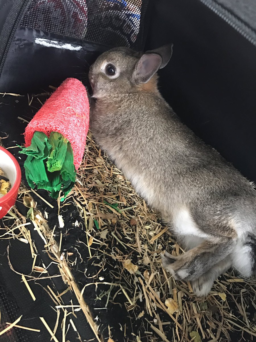 NerveRadio's tweet photo. Our Radio Rabbit mascot Peaches chilling out thanks to Hello Hawaii! Cheers @Wesley_Bennett_ 😌 https://t.co/qhcHUH5V4U