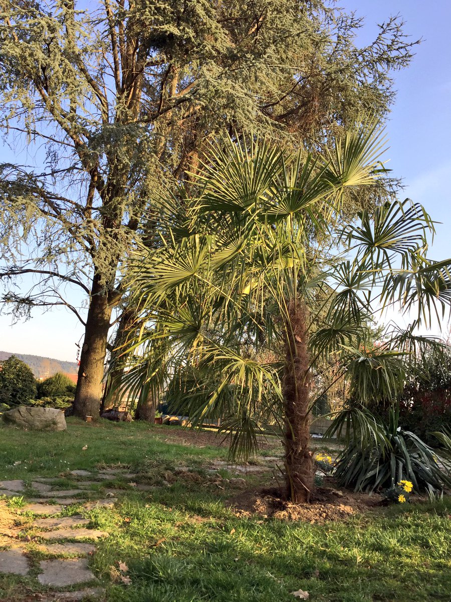 mattiadognini's tweet photo. #Starbucks apre anche a casa mia. #palme #milano #mercallo 🌴☕️☀️🌴☕️☀️ https://t.co/PNSrHjCbc0