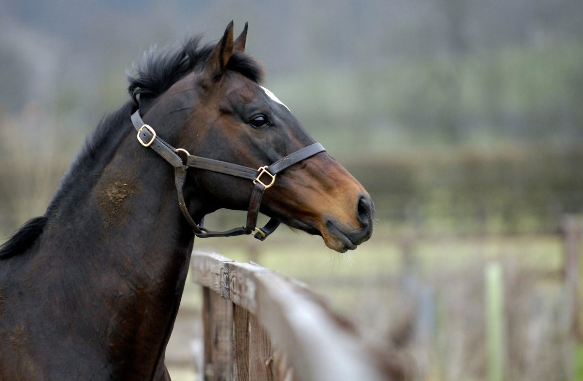 rpbloodstock's tweet photo. King Kayf bids to retain his leading Cheltenham Festival sire crown https://t.co/8xfWCS4iVI https://t.co/MP8LTxuf7m