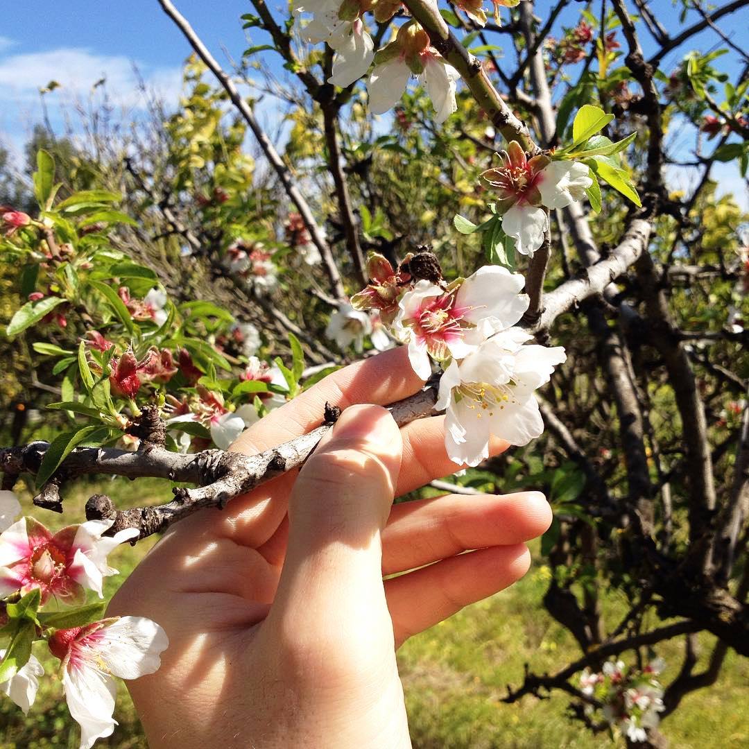 I primi fiori del mandorlo nel mio giardino. La primavera è vicina 🌞🌱🌸  #calabria #italy #italia #mandorlo #nature #flowers
