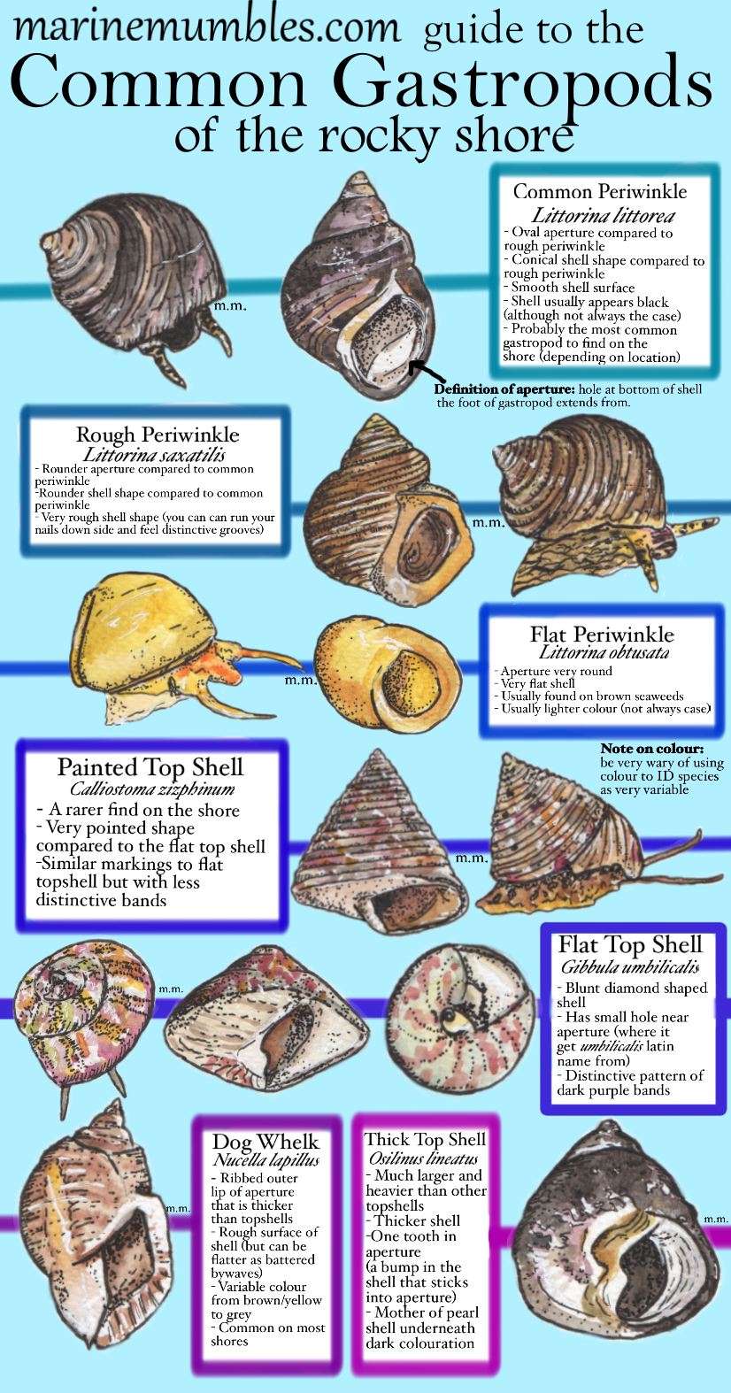 Dr Elizabeth Mills on Twitter "Struggling with marine gastropod ID