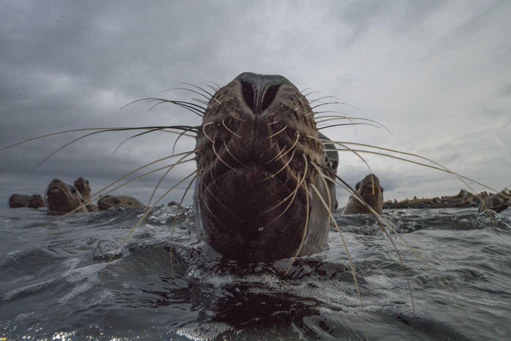 "People need to be informed in an engaging, exciting and meaningful way, around conservation issues" @cmittermeier <a href="/Sea_Legacy/">SeaLegacy</a>