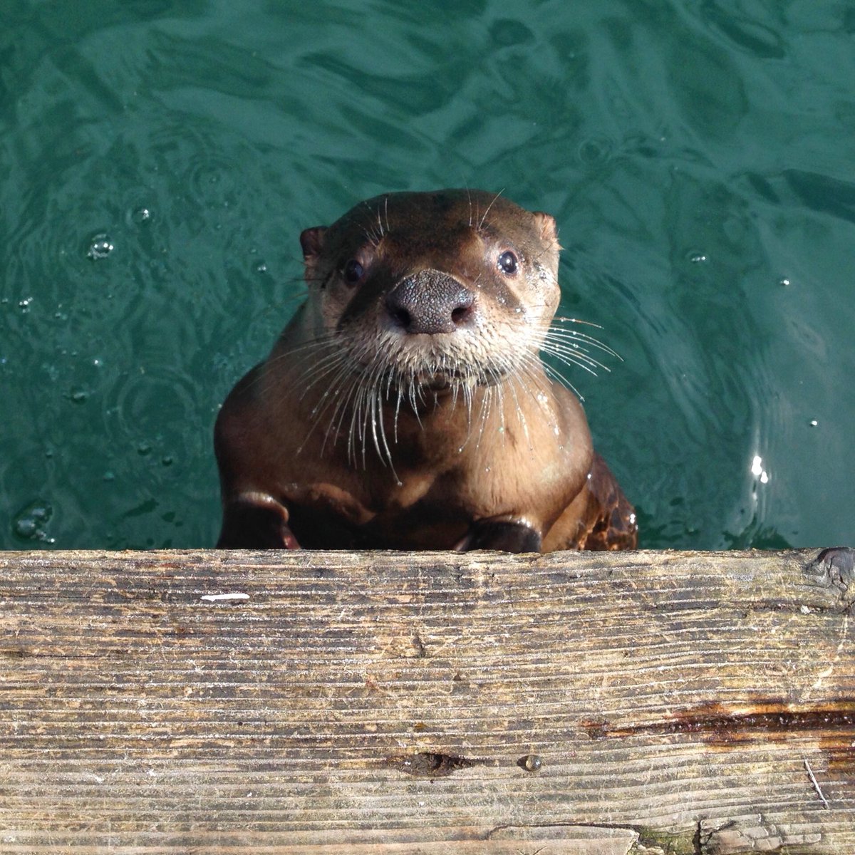 River Otter for <a href="/BCFerries/">BC Ferries</a> #BCFWildlife