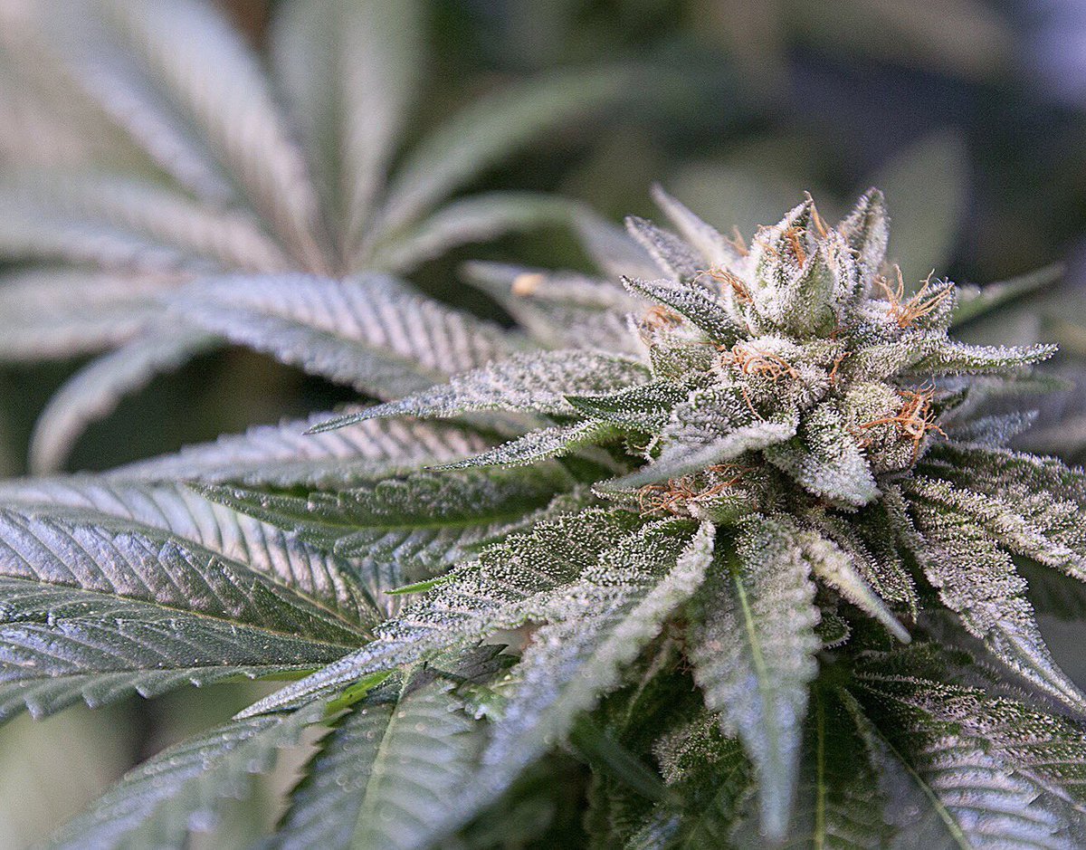 TKO_oregon's tweet image. First person to guess the name of this strain gets a TKO beanie mailed to their front door 🤔💭😤 #TakeAHit #TakeAGuess #TKO

@PornMarijuana