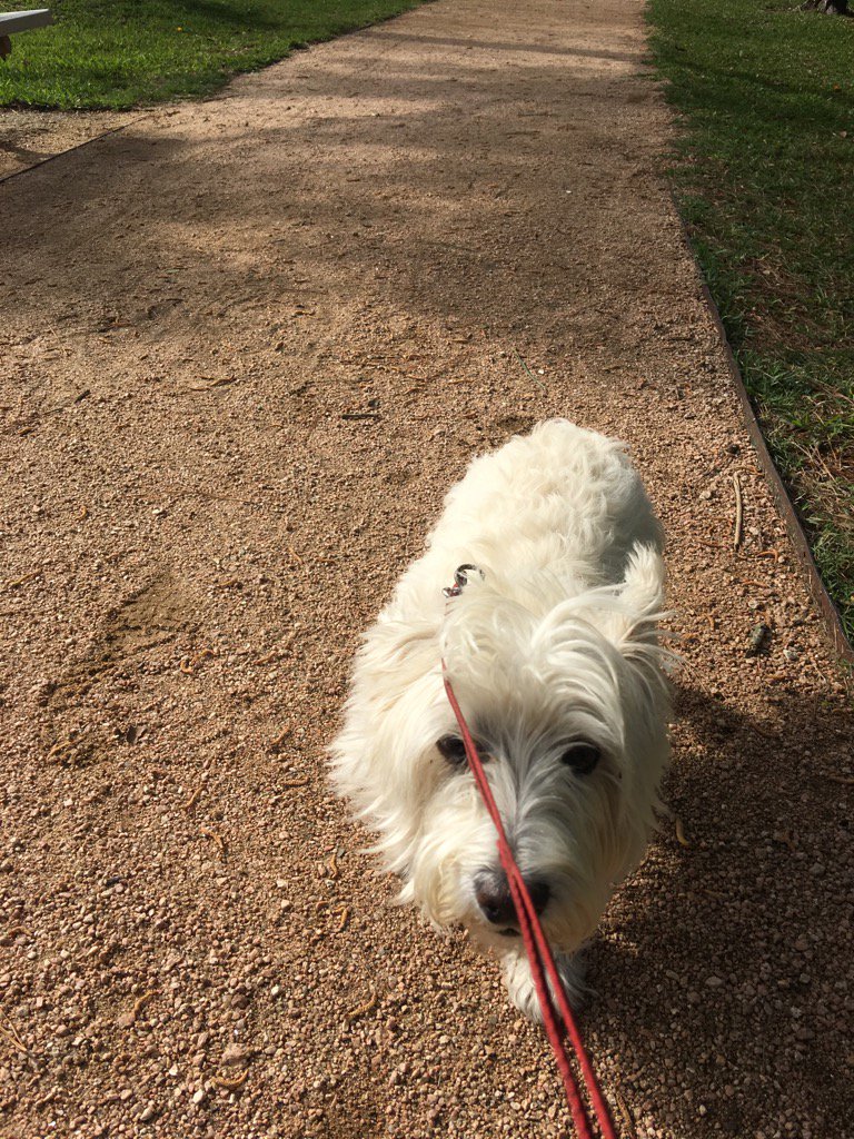 Colonelcairn's tweet image. Anything better than spring patrol? #ZSHQ RaaAA!!