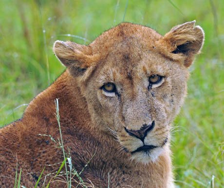 4 reasons to make #Uganda your next safari destination bit.ly/2bdwr9K