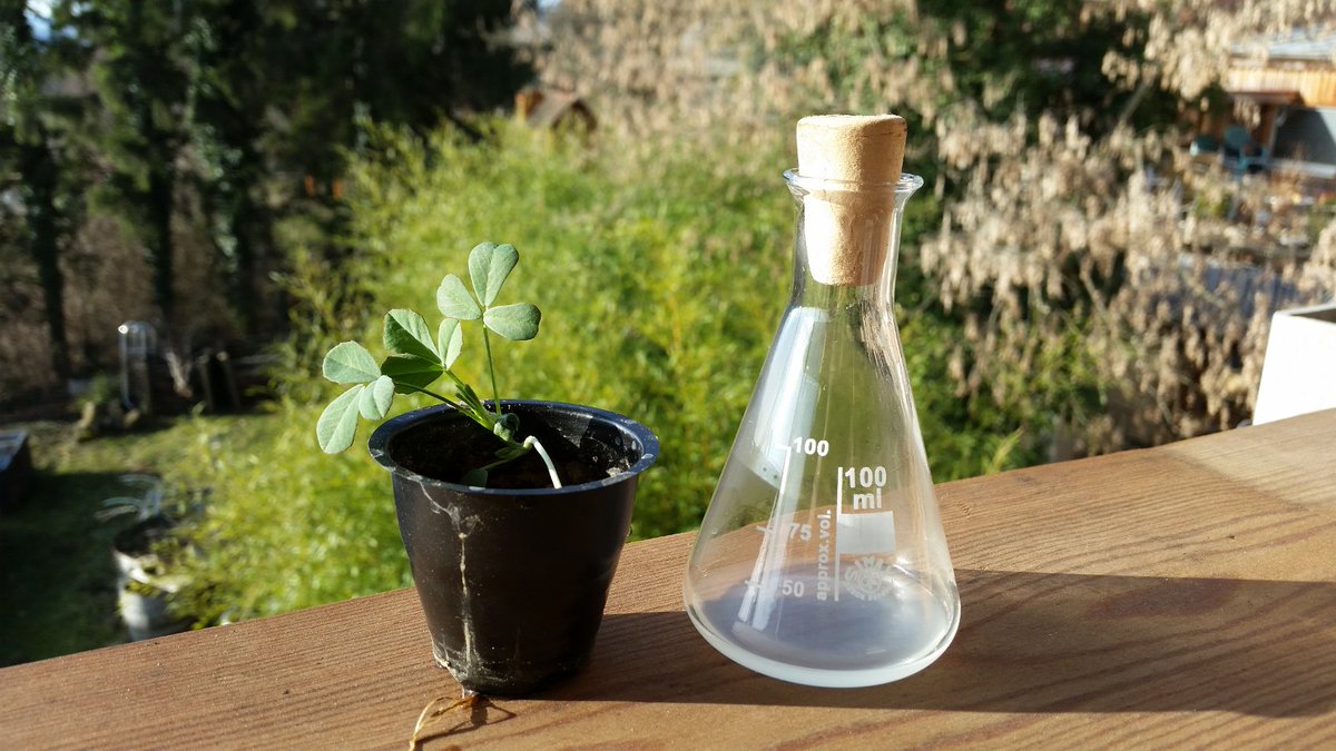 Legumino+ a rhizobia inoculant for the cultivation of leguminous plants will ship in April. 
#biotech #startup

goo.gl/HL90CU