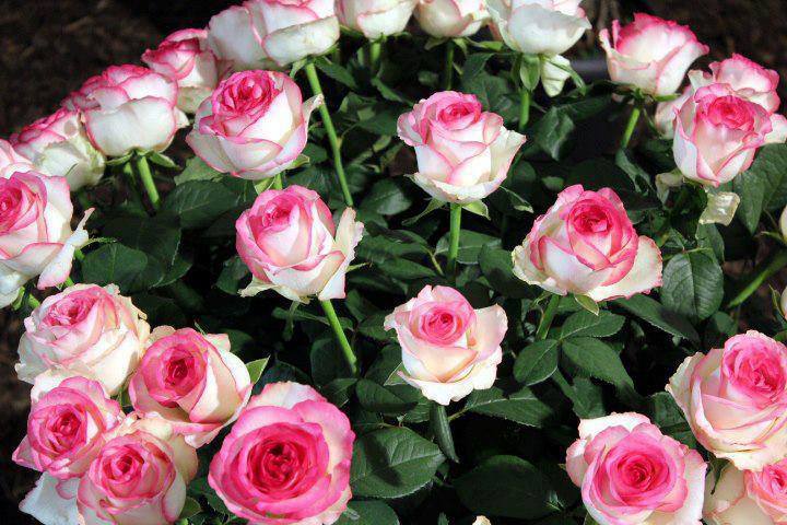 OJnaitis's tweet photo. @fadeeva9 @shafdar68 @VaisVolf @OJnaitis https://t.co/gpdd4UB1su