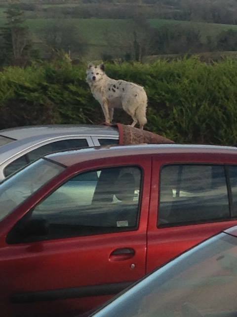 Snowy a microchipped #collie (1 blue+1 brown eye) is missing since Thurs #Limavady #Derry Owners are heart broken 💔😢 Reward for safe return