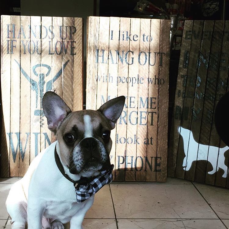 CLOSING DAY! 50% OFF EVERYTHING PLUS FREE KISSES (from King Louie himself)! 🎉🐶🙃 #banff #yyc #sale #puppykisses 
#closingday