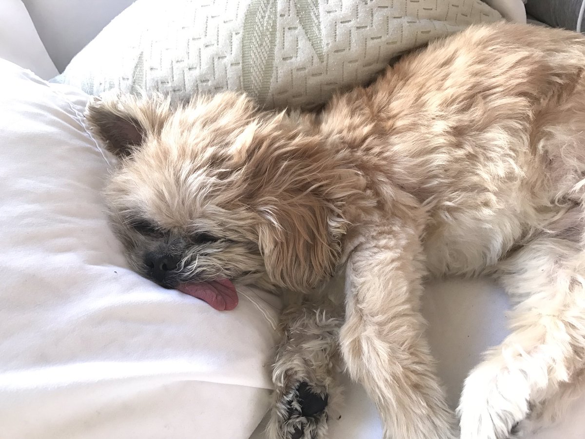 MarnieTheDog's tweet photo. Why'd u change the clock it was fine b4 https://t.co/EZMbjbXM2r