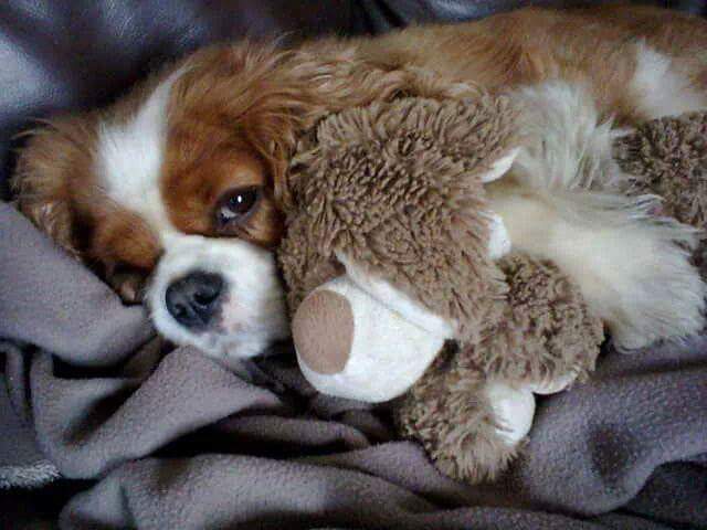 BeccaTalulah's tweet photo. #crufts Lady the spoilt Cavalier King Charles Spaniel https://t.co/GFD7SyI2XS