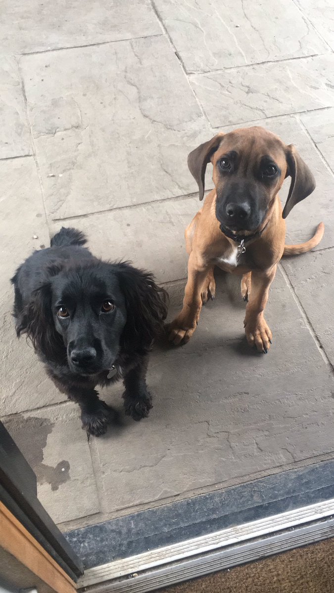 JackOven's tweet photo. Bea the Cocker -2 years old with Rodney the Ridgeback - 4 months old #crufts2017 #crufts #Crufts https://t.co/yUmrnj210X