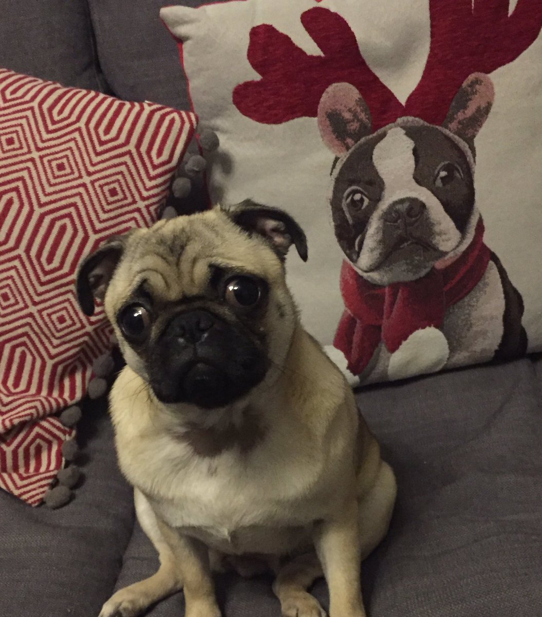 denholmjo's tweet photo. #crufts2017 Nancy https://t.co/NfPANJe27B