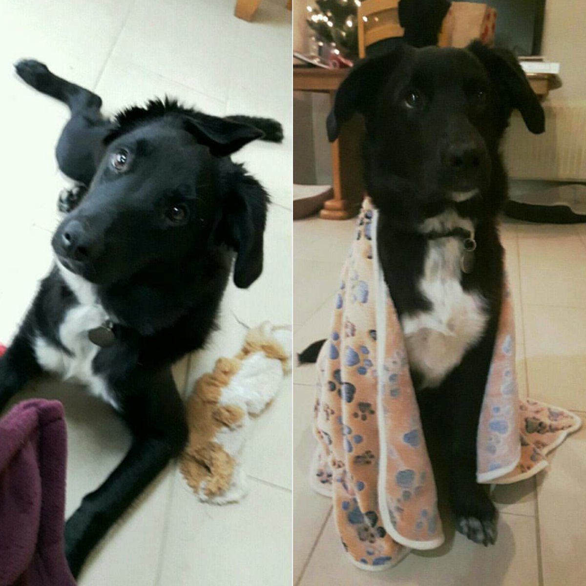 22JessTaylor22's tweet photo. #crufts Lunar, 9 months old, rescued https://t.co/lIkhLpX7Lh
