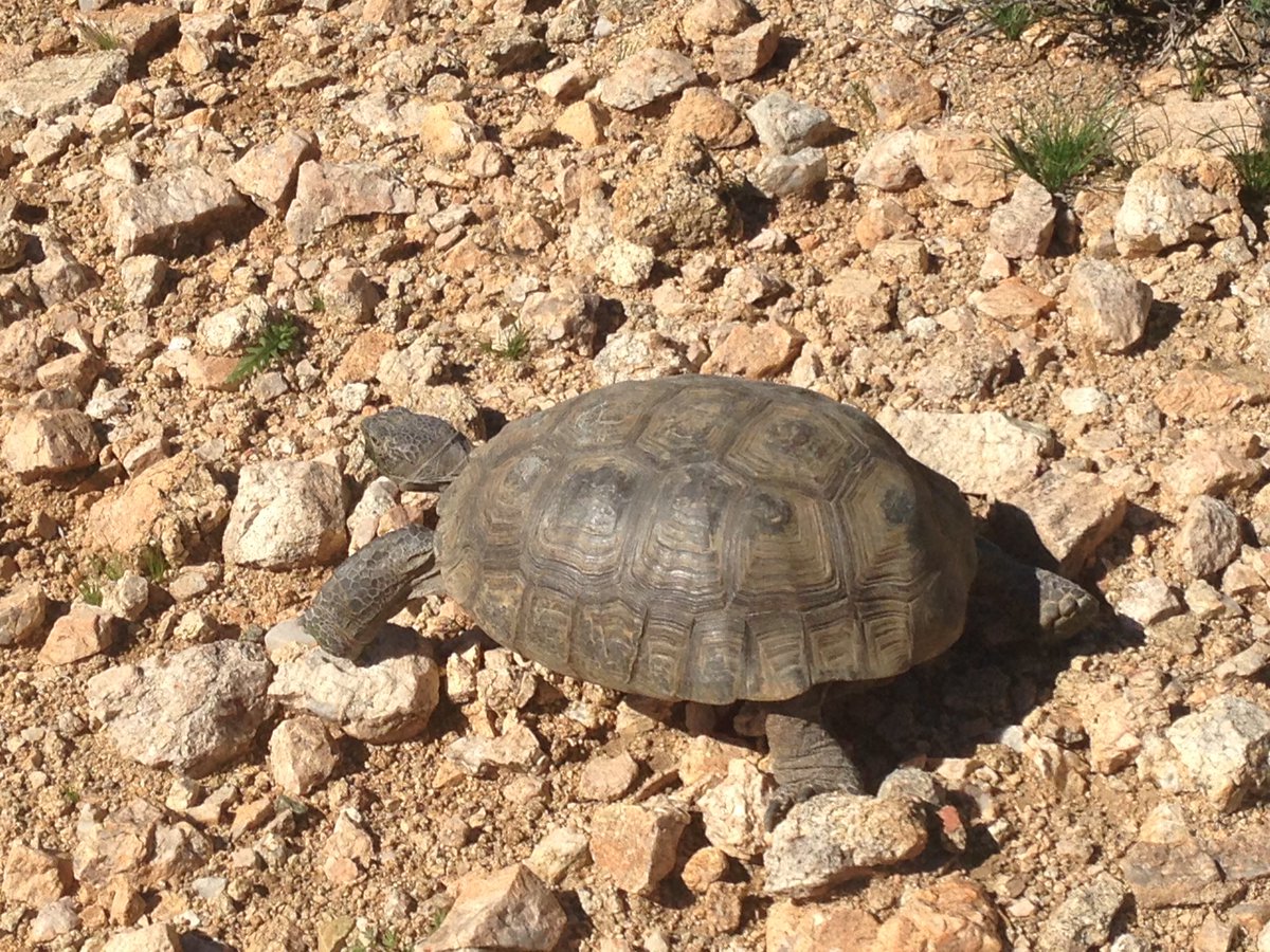 Starting the day with a reptile hike in #49palms oasis #DTPCalifornia - learning about ectotherms in desert environments