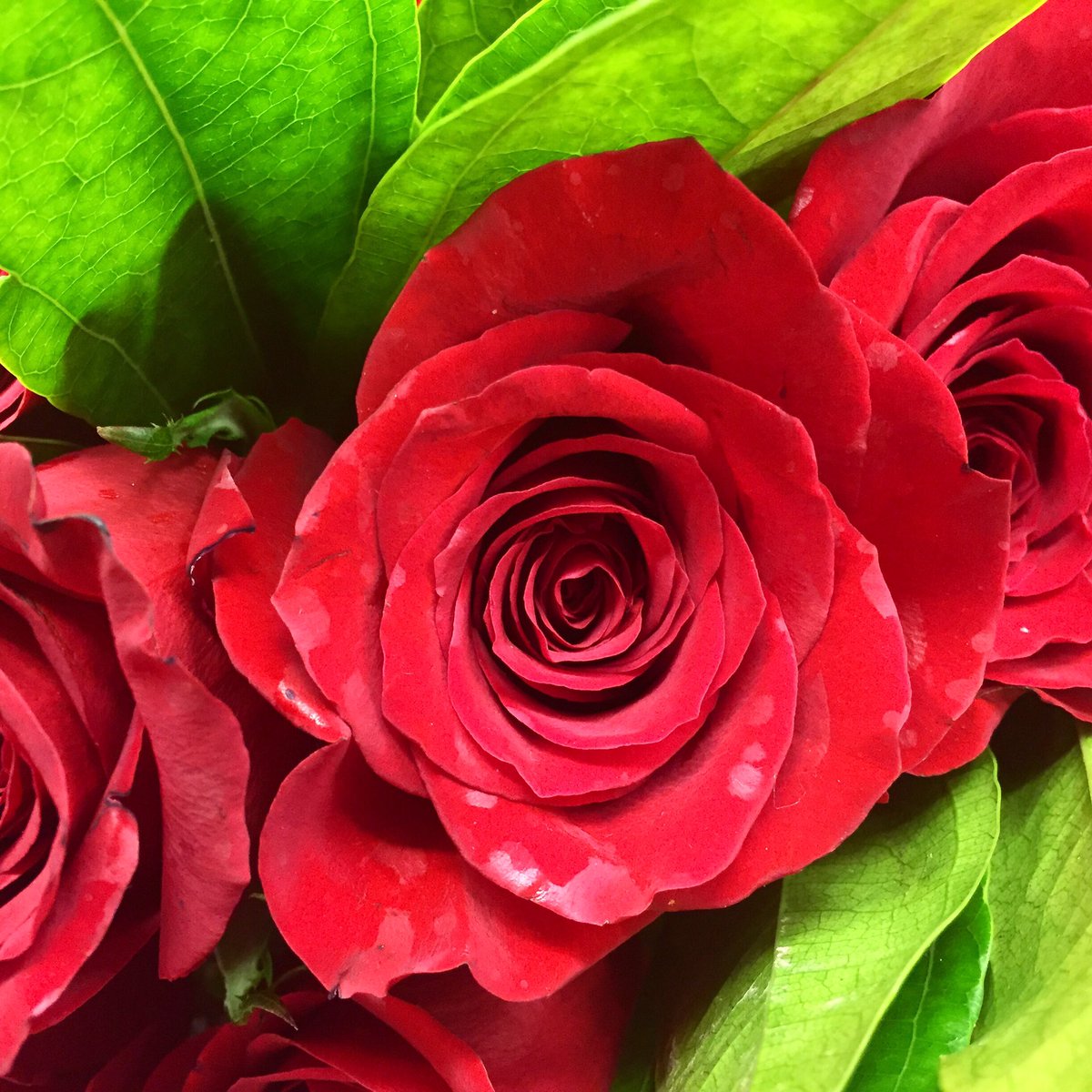 surmrit_gallery's tweet photo. #flowerstagram #flowers #flowermagic #flowerpower #red #redroses #redroses🌹 #redismyfav #redismycolour #daringred #flowersmakemehappy https://t.co/dQxqWKtGUj