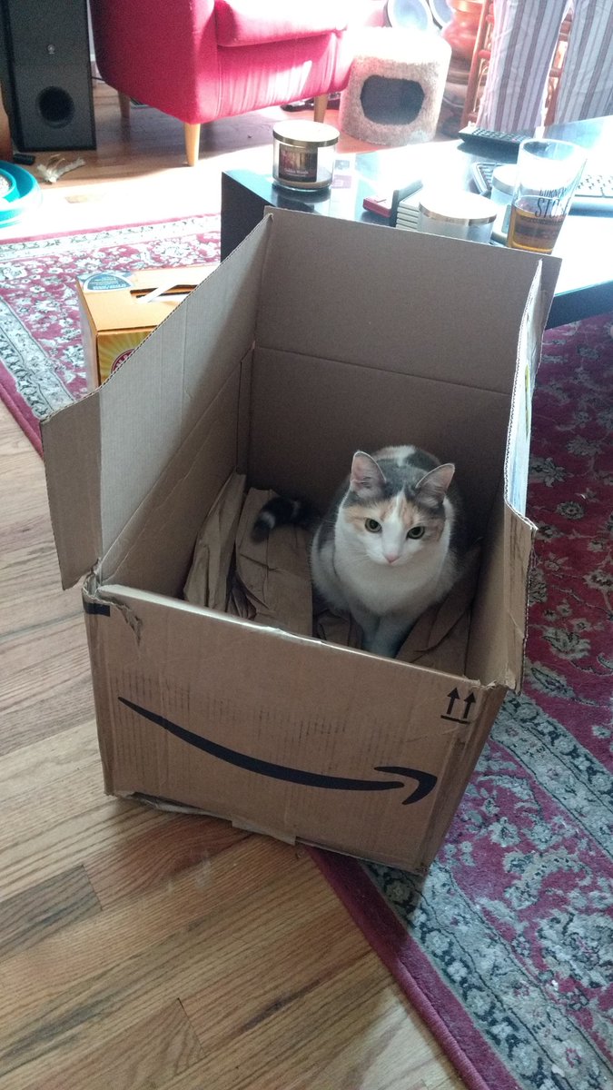 mhoncharuk's tweet photo. #catsinamazonboxes #jjgo My cat Purrl. https://t.co/8oGYvKBrNj