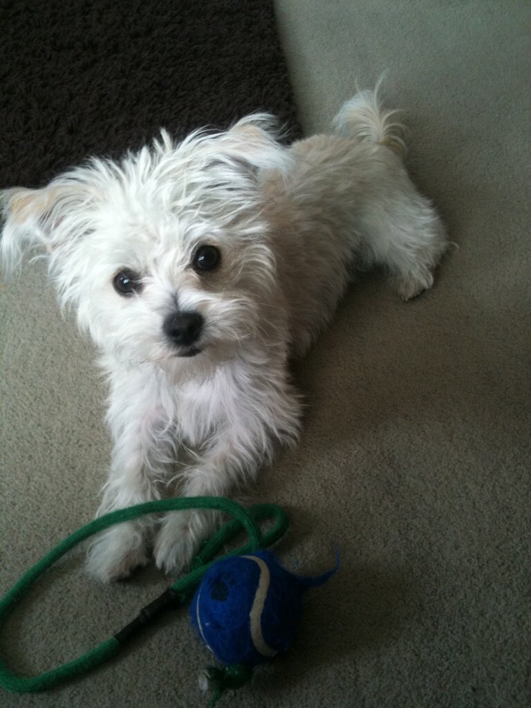 JanineSoars's tweet photo. Minnie Mae 4 months old. Bichon Frise cross. #Crufts https://t.co/UwtXinEZk1
