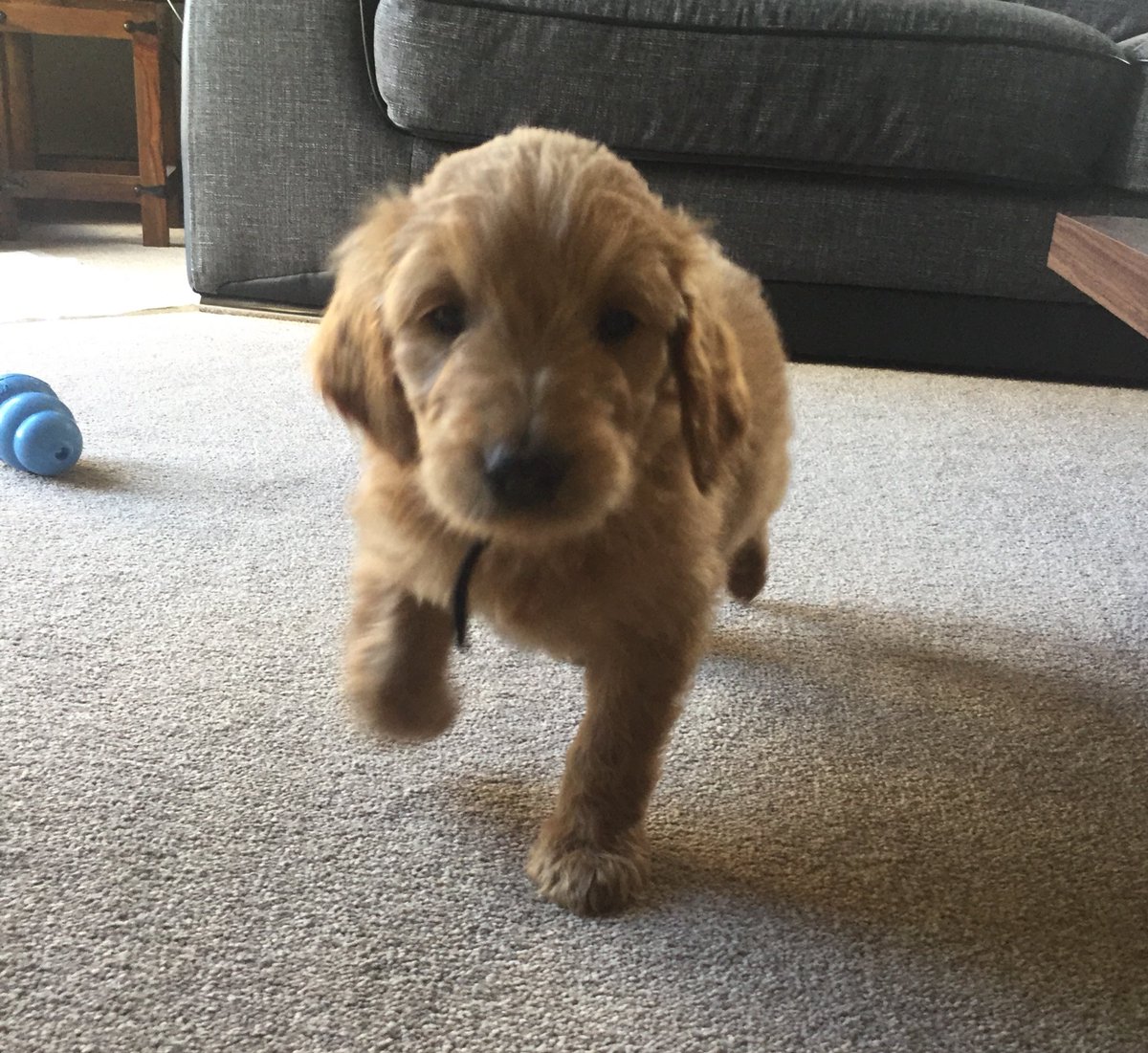 M17CLT's tweet photo. Watching crufts with Reggie who is not so small anymore 🐶#Reggie #goldendoodle #crufts https://t.co/eNVFxhhUoX