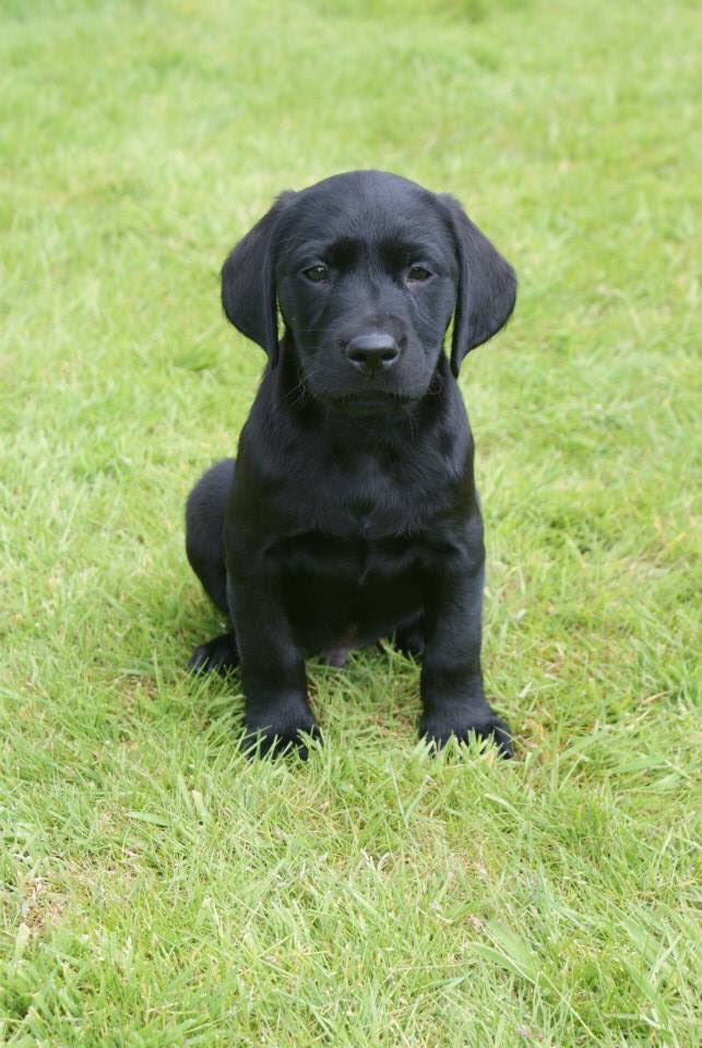 WellyKLC's tweet photo. Jasper! #Crufts #puppy https://t.co/1UtJOceLhZ