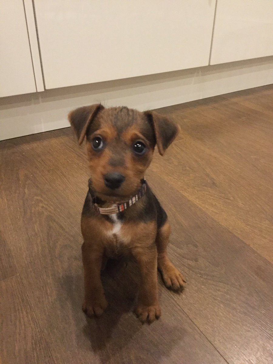 Tompup74's tweet photo. This is jack - our little Lakeland age 10 weeks @Channel4 #crufts https://t.co/POCgWY9NH5