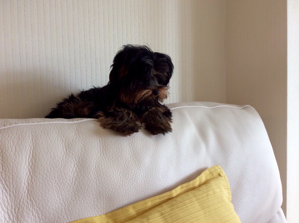 #Crufts Lily the Yorkie at 5 months