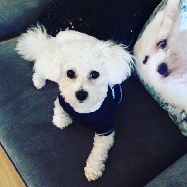 BethRoseW's tweet photo. Our 18 month old Bichon Frise Buddy #crufts #crufts2017 https://t.co/KbNRGKNgJO