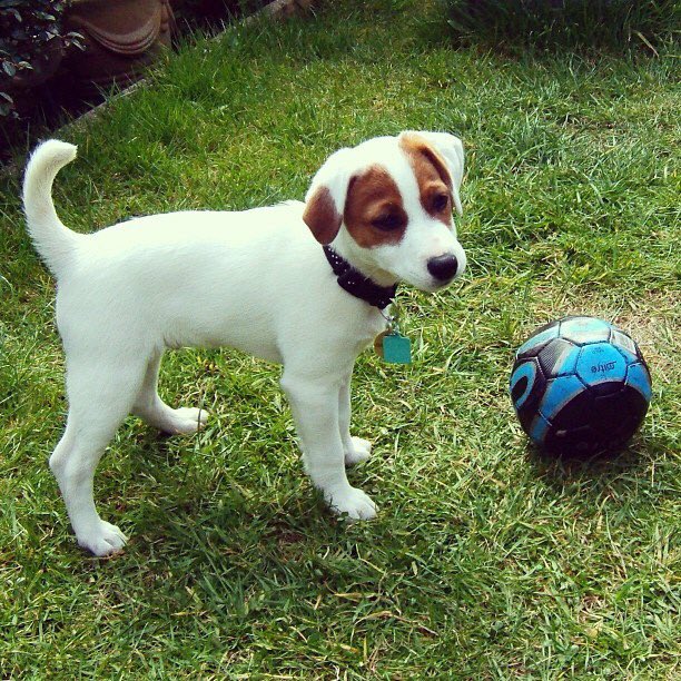 michelle_rb91's tweet photo. Zak our Parson Russell Terrier when he was a pup...still loving his ball 4 years on #crufts @clarebalding #zak https://t.co/SpSCgtFf07