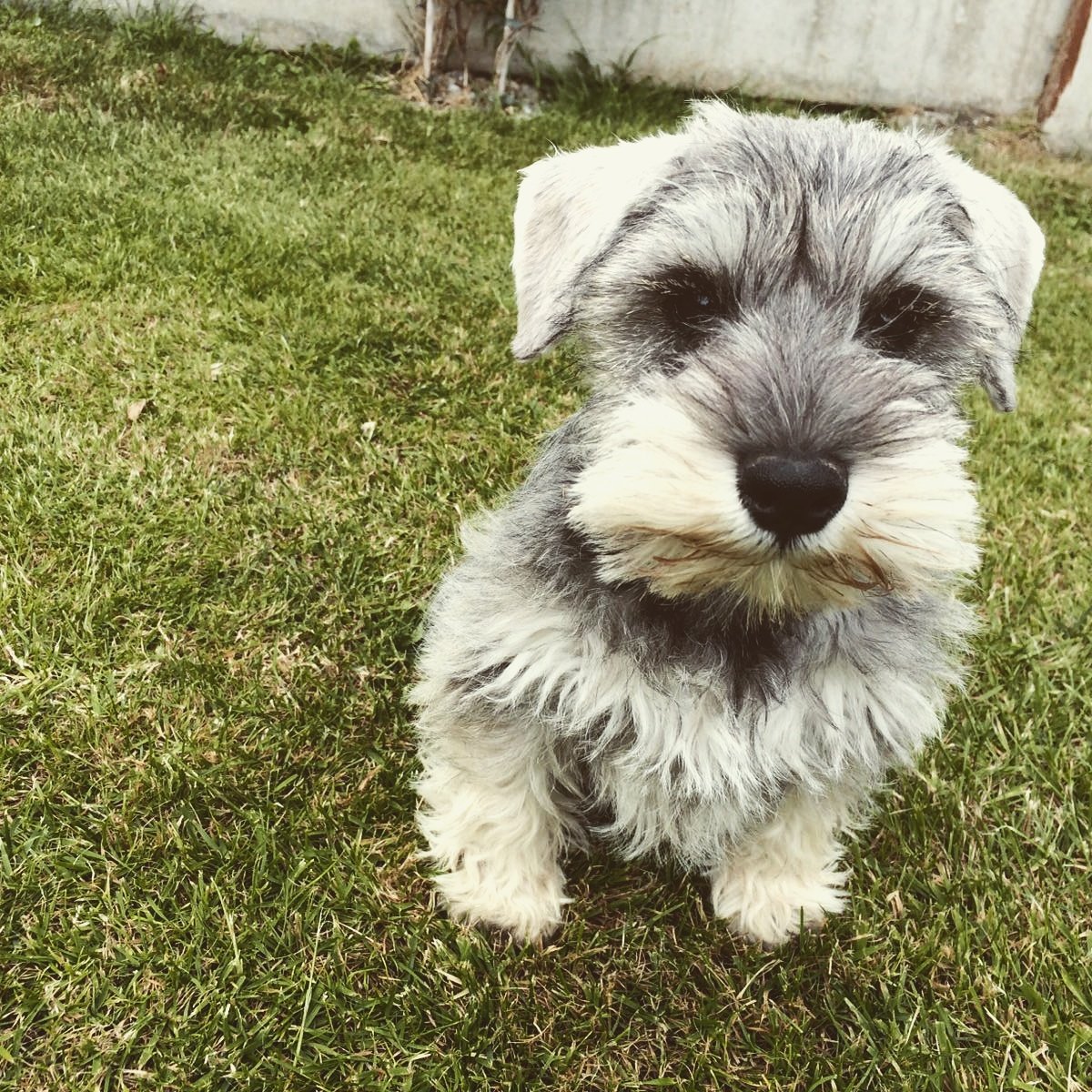 Revels26's tweet photo. #Crufts This is Ozzy our Mini Schnauzer Almost 1 Year Old Now  From Claire Dublin https://t.co/C2lcddEYYr