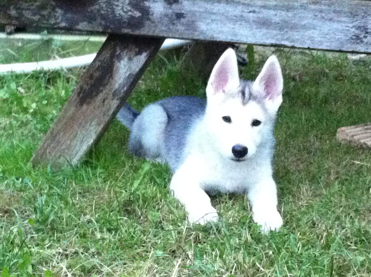 JustGem999's tweet photo. #Crufts meet Timber, a white GSD X Husky. He was 3 months old here, now turning 5 in April!! https://t.co/RFMMGZMnNH
