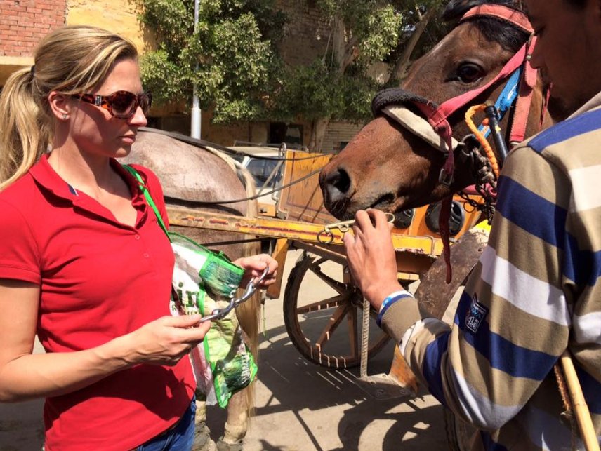 A busy day on the streets of Nazlet, #Cairo. We fitted 70 nose band covers &amp; swapped a number of bits. #horses #Egypt #equestrian