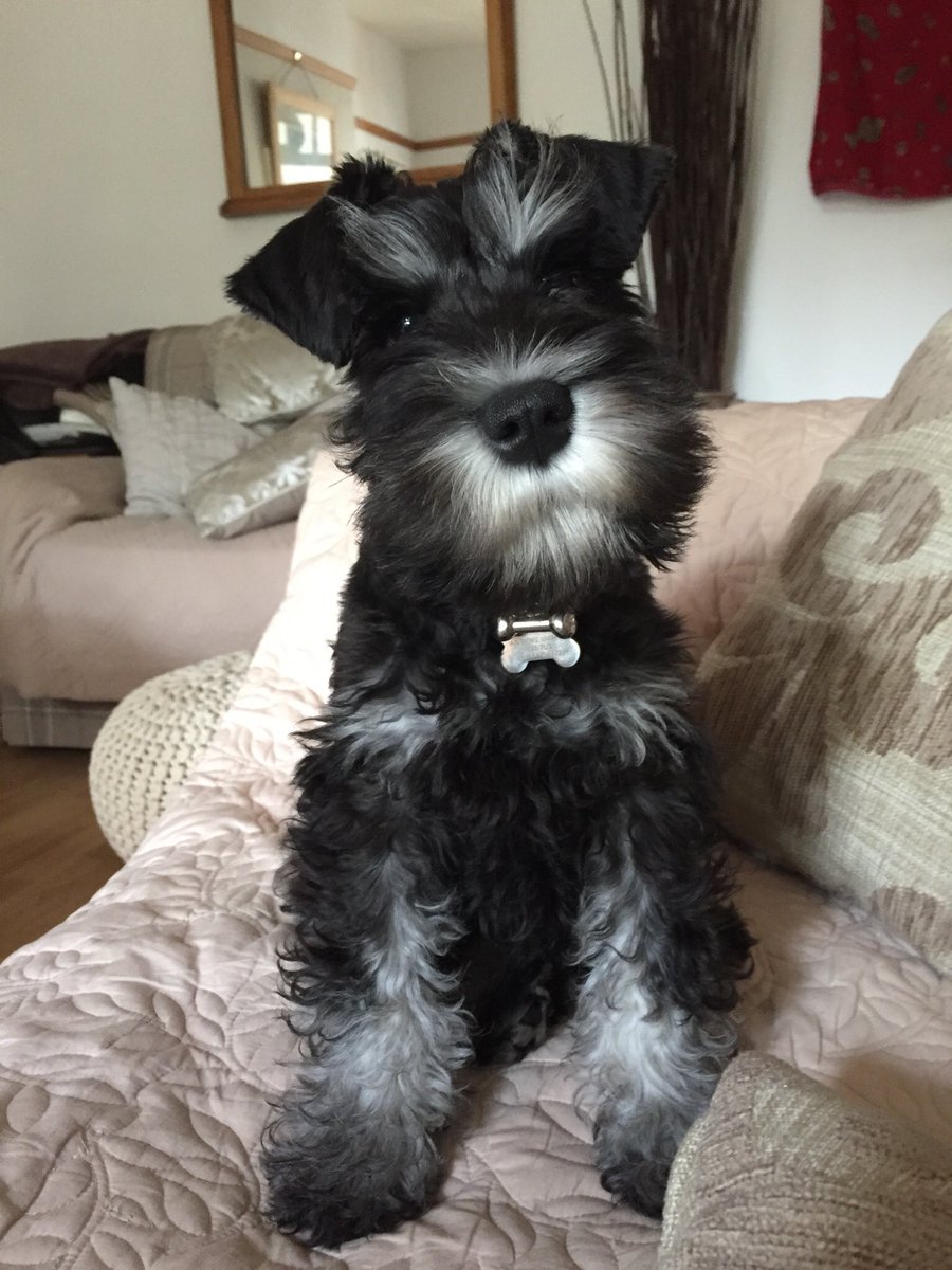 Bailey Gray, the miniature schnauzer at 14 weeks, he is such a proud likkle boy 🐾❤🐾#crufts