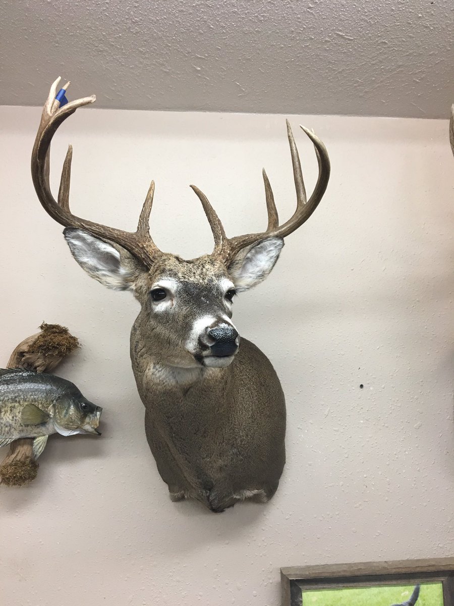 DnaHunting's tweet photo. Prostaff @andrewoneal3 shot this nice Iowa buck this last fall with his bow. #DNAoutdoors #itsinourDNA https://t.co/5e77tTMAVx