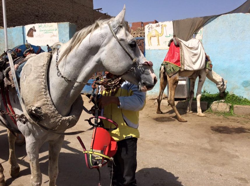 Egypt Equine Aid tweet media