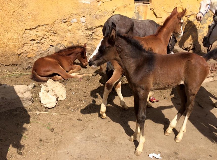 Egypt Equine Aid tweet media