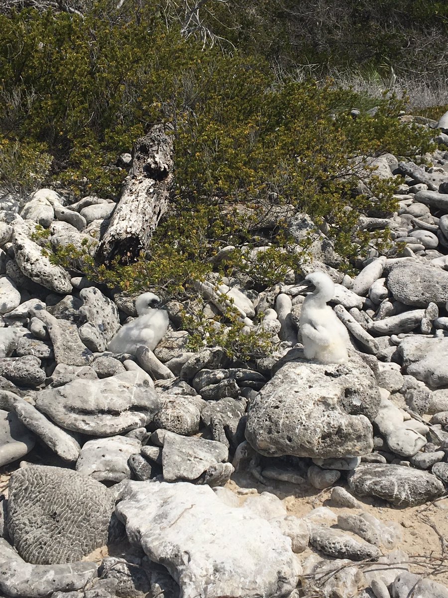 JaneHaakonsson's tweet photo. The Brown Booby tagging season on the Brac has started! This morning we had two chicks on one nest. https://t.co/xjzXSojUGM