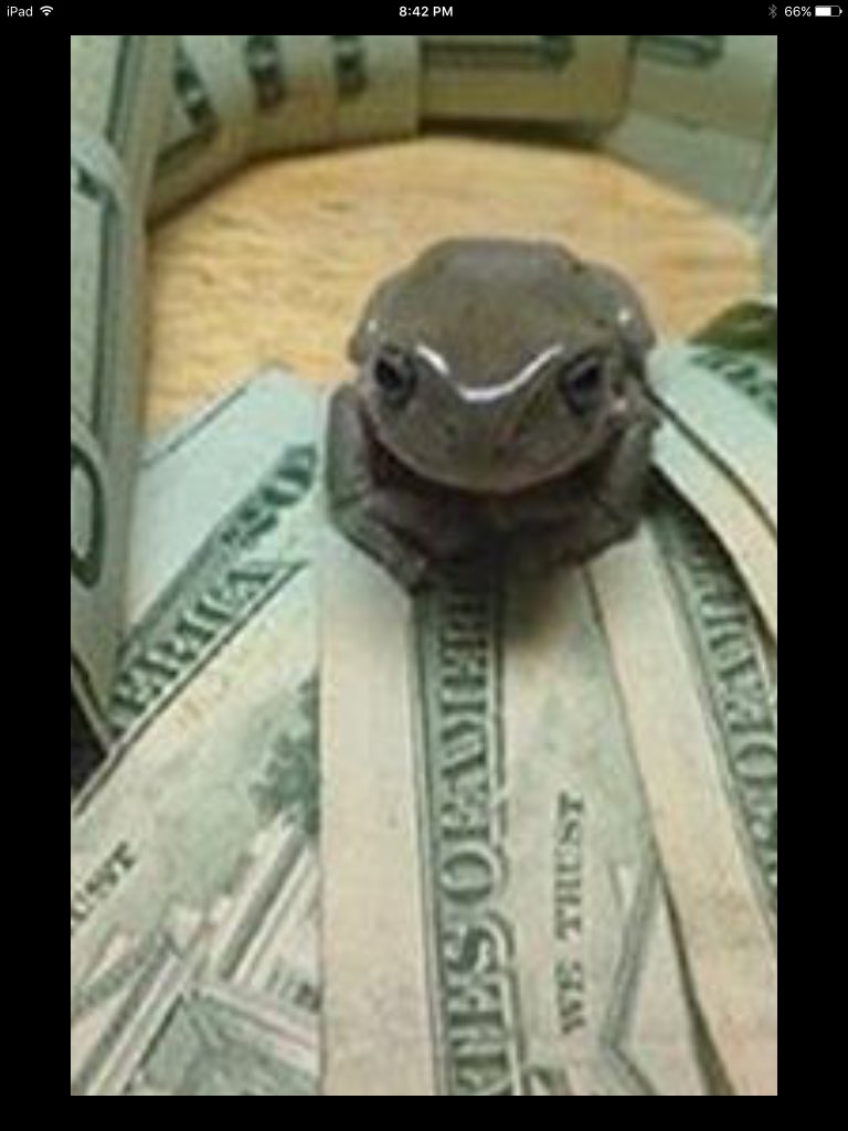 LFoodeater's tweet photo. This frog is so cute that he gets money for being cute https://t.co/Ao988sOYV8