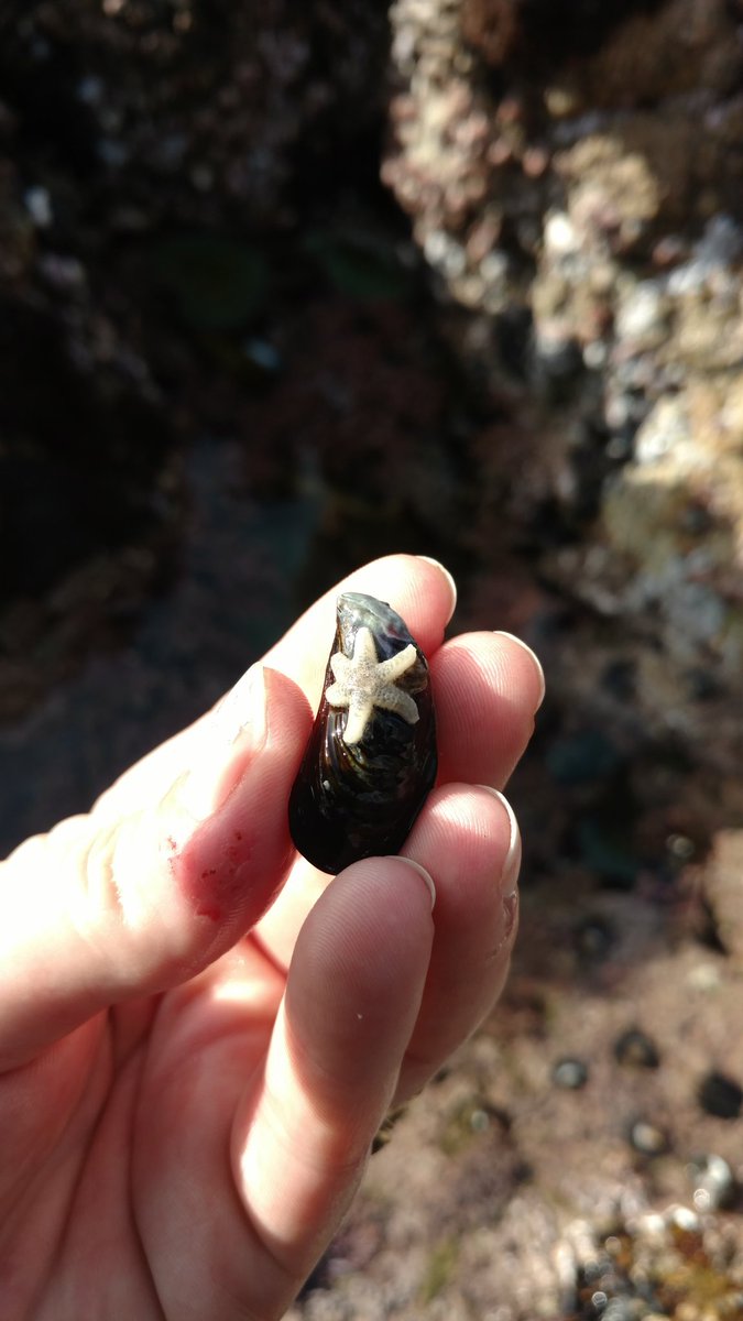 Will_ofthe_Wisp's tweet photo. Tide pooling is my favorite! So happy to see these little guys coming back #seastarwastingdisease #babystarfish #tidepool #pacificgrove https://t.co/HvgaFZ5ohw