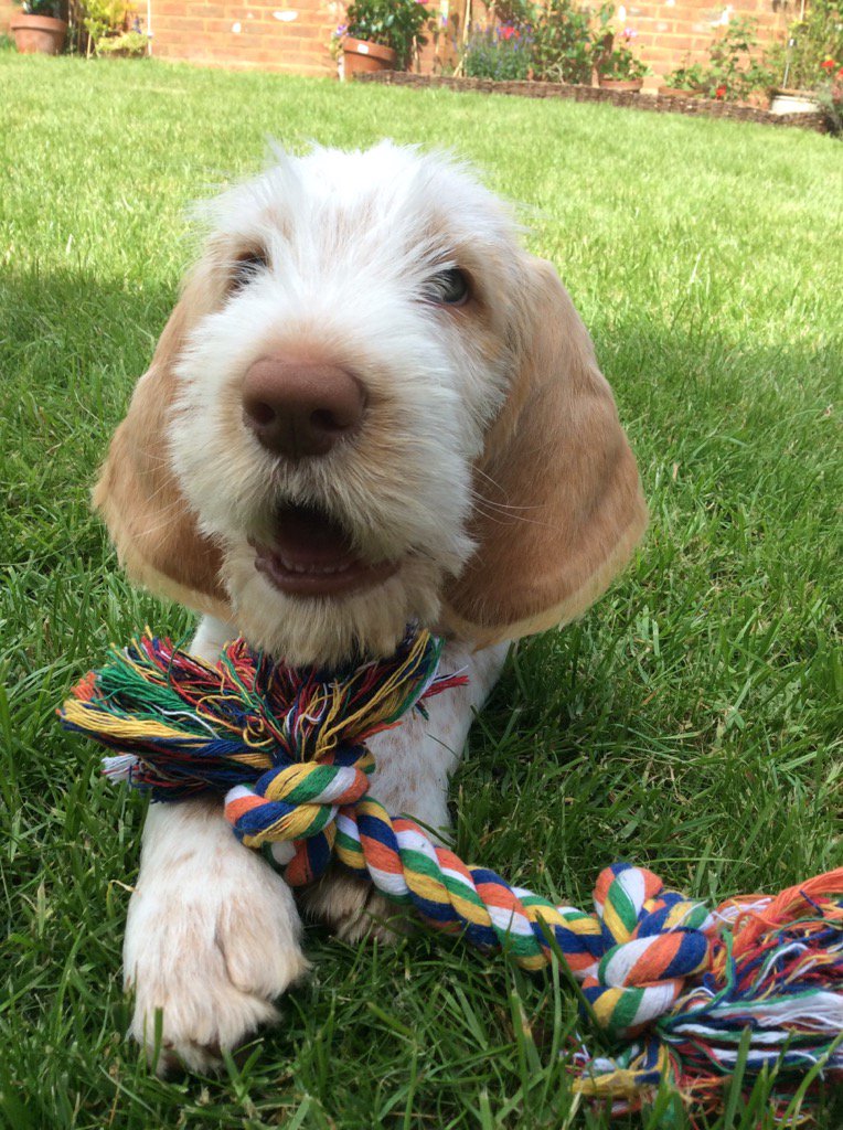 chezmacson's tweet photo. @clarebalding love my #italianspinone #puppy Chester #Crufts https://t.co/Z1ekTdJMm2