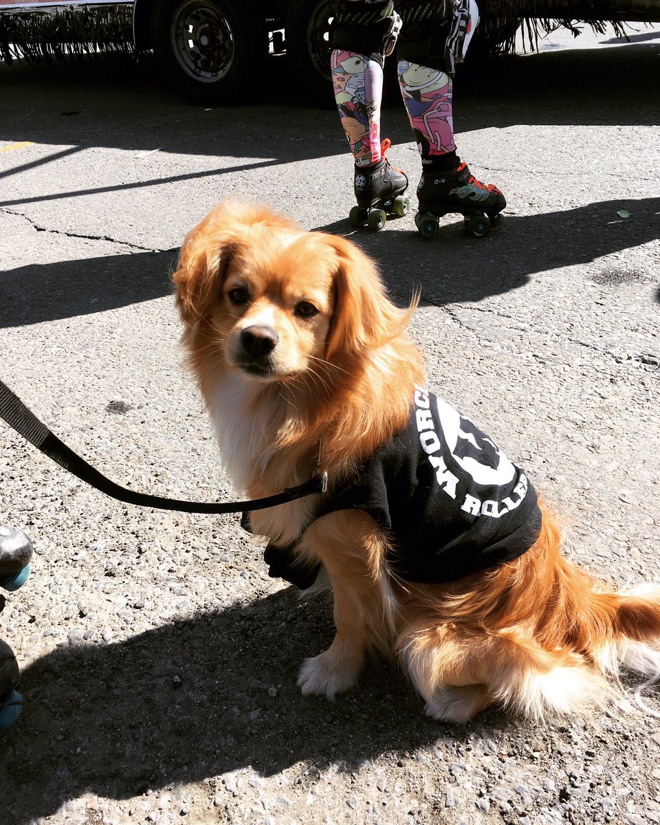 WorcesterRD's tweet photo. Did you see this pup (and the #worcesterrollerderby #derbygirls) at the #stpatricksday parade in #worcester today? ☘️💚 #rollerderby https://t.co/6tuus5G6uL