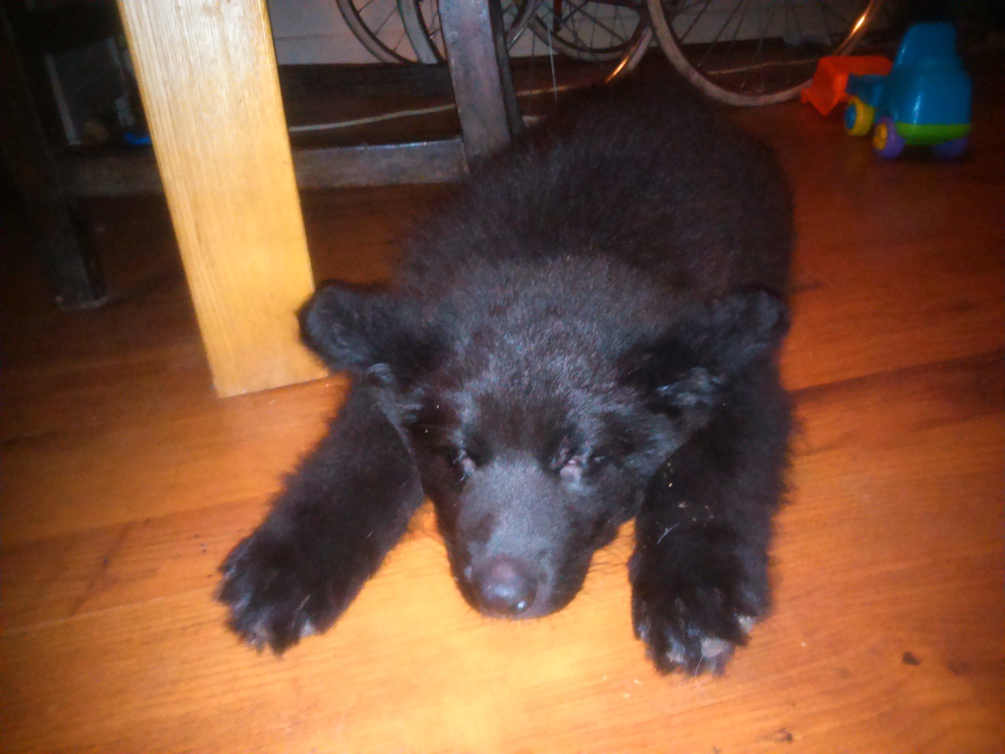 Puppies that look store like bear cubs