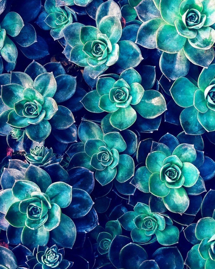 pine_blog's tweet photo. Plants of Blue And Green Art Print by Phil Perkins https://t.co/aWKE4ptfMo
@society6 #society6 #designpine #patte… https://t.co/YPMFJ6yqkr