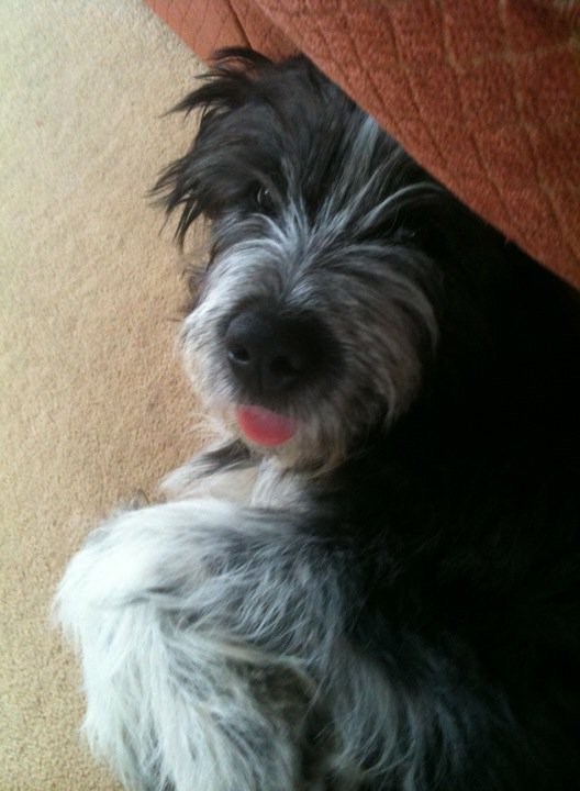 Hannah__28's tweet photo. This Dudley a Bearded Collie he is 6 years old now! #Crufts #crufts2017 https://t.co/NDiheIzFYj