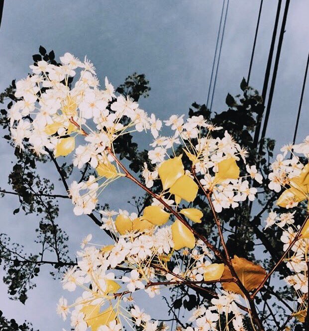 keatonasflowers's tweet photo. https://t.co/XBlDKz3bU0