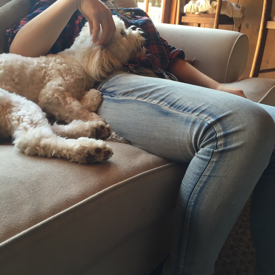 Henry2theRescue's tweet photo. I will always take a nap with you no matter where you got me #ReasonsToAdopt #UnconditionalLove https://t.co/u0CUIwnhnr